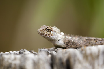 Image of brown chameleon on the stumps on the natural background. Reptile. Animal.