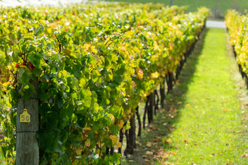 Vineyard Tasmania