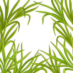 Fototapeta na wymiar lemongrass plant vector frame