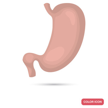 Human stomach color flat icon