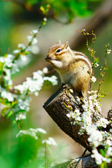 Obraz premium りす物語