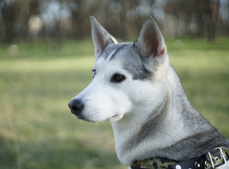 portrait of a beautiful dog in the nature