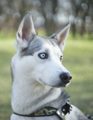 portrait of a beautiful dog in the nature