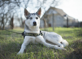 Husky on a green glade near the house