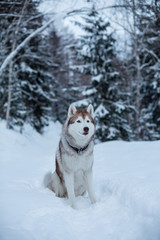 Portrait of gorgeous Husky dog sitting in the winter forest in the evening . Portrait of free and beautiful Beige and White Dog breed Siberian husky is on the snow