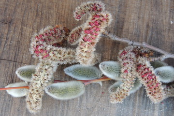 Пушистые сережки  на ветке весной  на деревянном фоне 