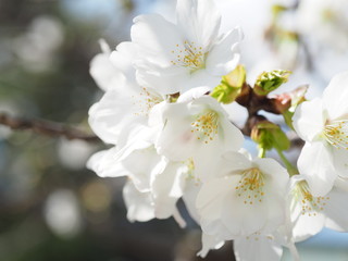 満開の桜