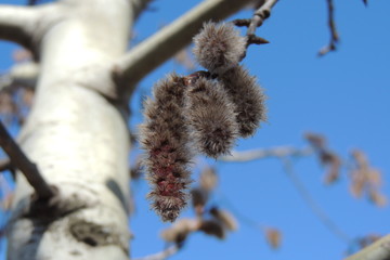 Пушистые  сережки  на ветке дерева на фоне синего неба 