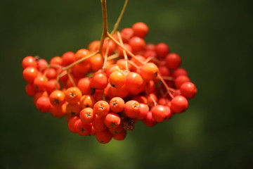 red rowan berries in the nature