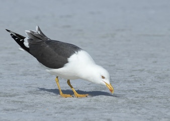 Fototapeta na wymiar Lesser Black-backed gull