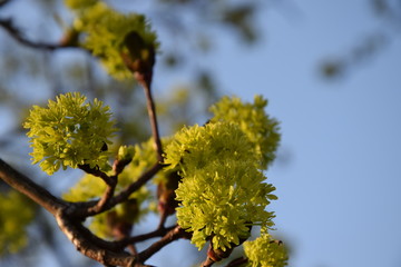 blossoms at a tree