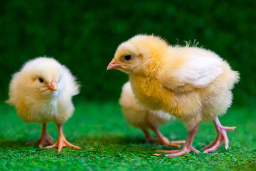 Close-up of a lot of small yellow chicks  or Gallus gallus  with black eyes on the artificial grass in the room sits