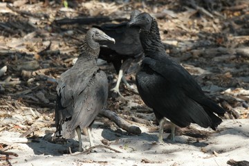 rapaces