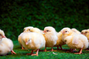 Close-up of a lot of small yellow chicks  or Gallus gallus  with black eyes on the artificial grass in the room sits