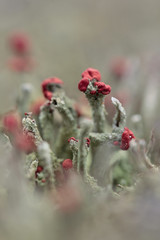 Cladonia macilenta 