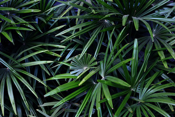 Palm tree leaves tropical natural background. Green leaves pattern tropical plants decoration in rain forest garden.