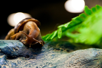 Close-up of a cinnamon snail   or Gastropoda sits on a wooden branch in a home cage, a bottom view