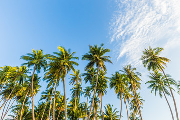 Tropical beach and coconut palms, Vietnam, Muine