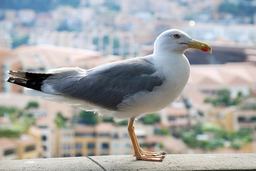 Seagull in Monaco