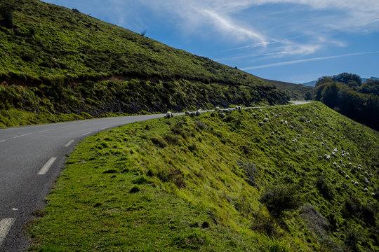 Carretera de monta&ntilde;a con ovejas