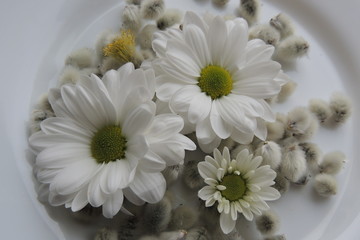 Белые цветы и пушистая верба на белом фоне 