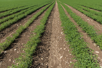 Fototapeta na wymiar Rows of humus crops in a field