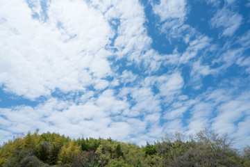 晴天の空と木々