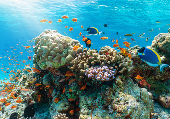 Récif de corail coloré avec des poissons tropicaux dans l& 39 océan Indien, Maldives