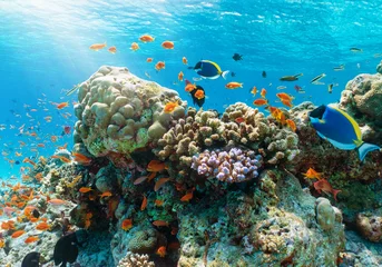 Foto auf Acrylglas Farbenfrohes Korallenriff mit tropischen Fischen im Indischen Ozean, Malediven © moofushi