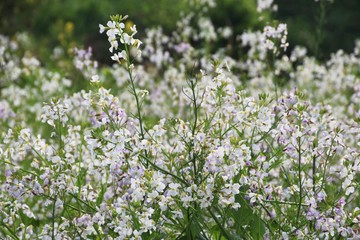 Obraz premium Flowers of radish in riverbed