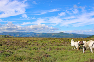 Fototapeta premium Wild ponies in the Brecon Beacons