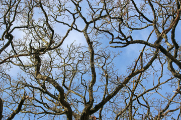 Tree in winter