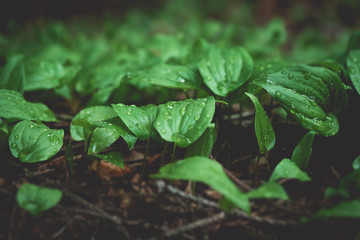 Fauna and flora in the forest. Green leafs growing with drops of rain on their surface.