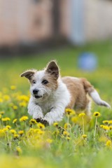 cute terrier dog isolated posing in garden 