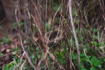 Naklejka na ściany i meble Small bird nest hidden in shrubbery