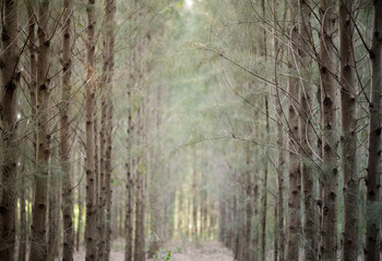 road in the forest.Beautiful nature trail