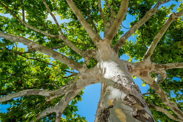 Close-up view of the old and big tree, from down to the treetop with green leaves. Blue sky is visible through the tree branches.