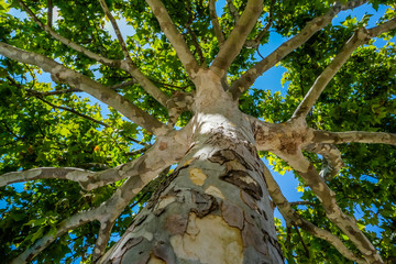 Close-up view of the old and big tree, from down to the treetop with green leaves. Blue sky is visible through the tree branches.
