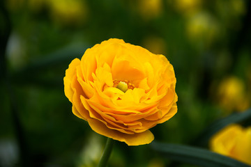 Yellow Flower