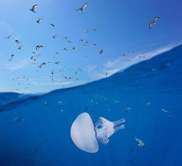 Obraz premium Mediterranean gulls flying in the sky and fishes with a barrel jellyfish underwater sea, split view above and below water surface, Spain, Costa Brava