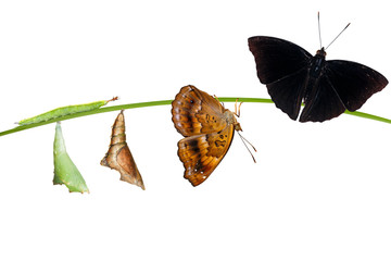 Isolatetd transformation from caterpillar and chrysalis of  male siamese black prince butterfly hanging on twig ( Rohana parisatis )