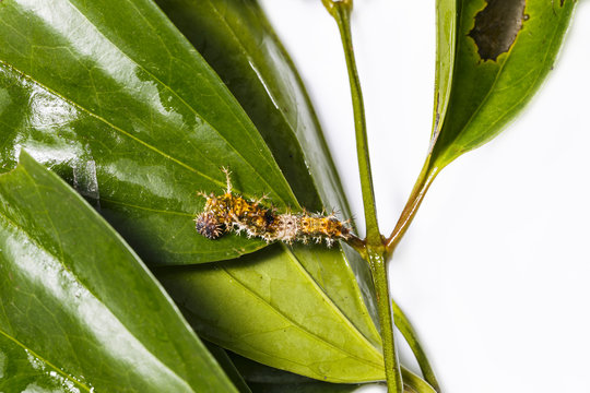 Caterpillar of Black-veined sergeant butterfly ( athyma ranga ) resting on its host plant