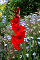Close-up of a Red Gladiolus, Nature, Macro