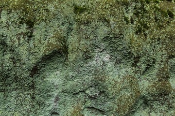 Surface of the sand rock covered by some organisms 
