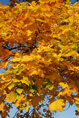 Red and Orange Autumn Leaves in Bad Doberan, Germany