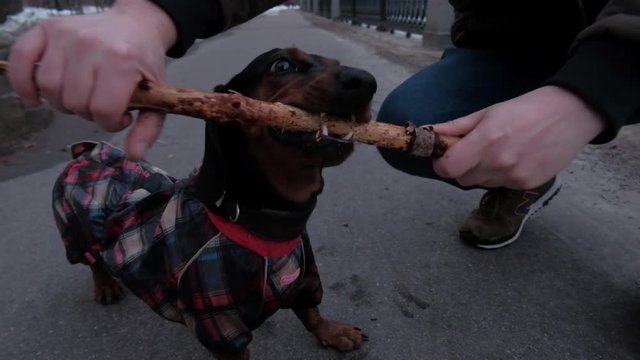 The dachshund plays with a wooden stick.
