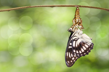 Obraz premium Emerged of Black-veined sergeant butterfly ( Athyma ranga ) from Crhrysalis habging on twig