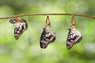 Obraz premium Transformation of emerged Black-veined sergeant butterfly ( Athyma ranga ) from chrysalis hanging on twig