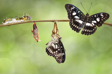 Transformation of Black-veined sergeant butterfly ( Athyma ranga ) from caterpillar , pupa and emerged hanging twig