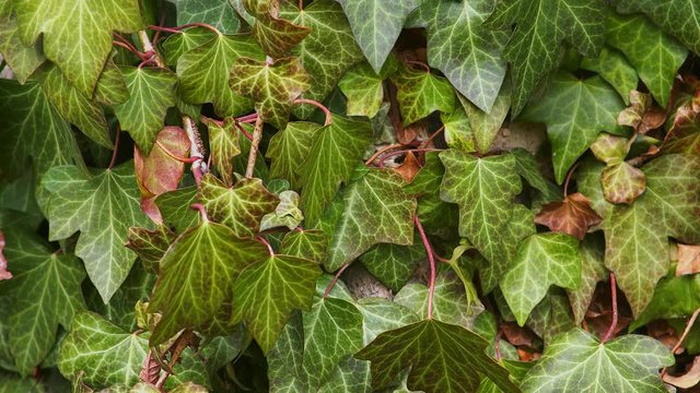 Tilt shot: Efeu h&auml;ngt an Wand
